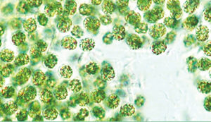 Chlorella under a microscope