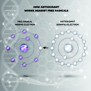 How Antioxidant Works Against Free Radicals