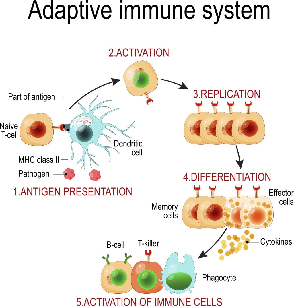 Adaptive Immune System Stages - Dave Asprey Box