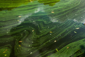 Cyanobacteria floating on a pond