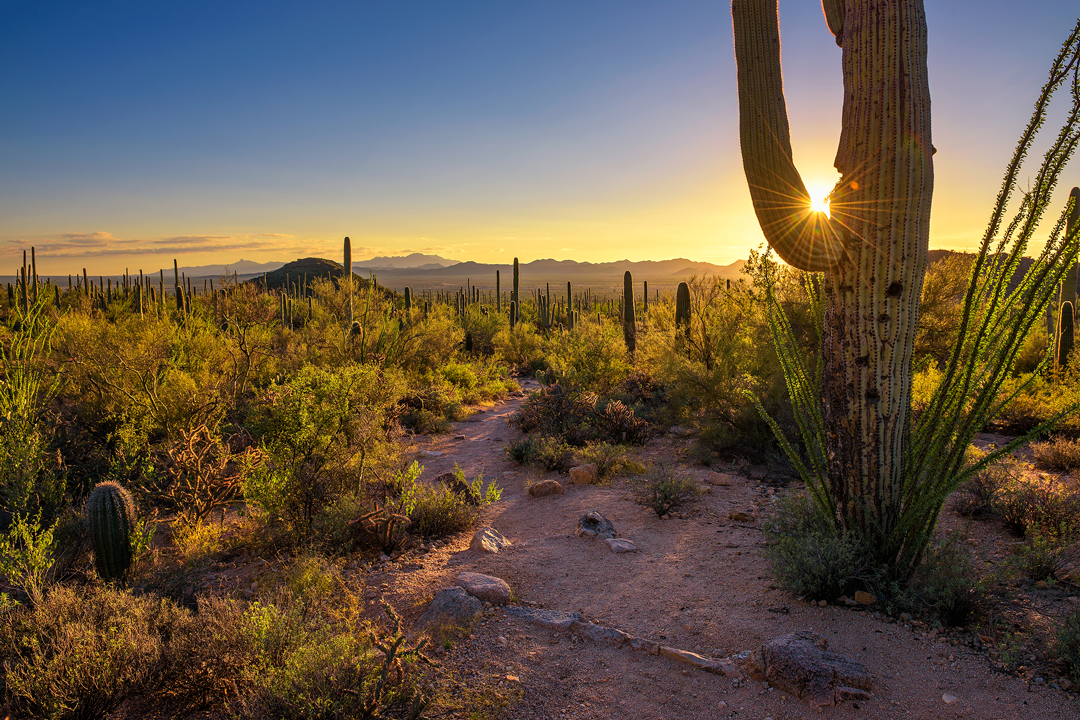 Desert at daybreak with giant cactus