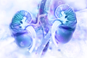 Artistic rendering of kidneys in blue and purple